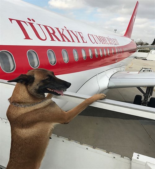 Sayın Cumhurbaşkanımızın seyahati öncesi uçağında önleyici tedbir amaçlı arama yapan Bomba Arama Köpeği 